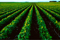 GIS in Agriculture