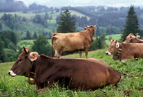 GIS in Animal Husbandry 