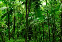 GIS in Forestry